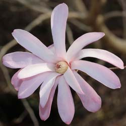 Magnolia toil Rose